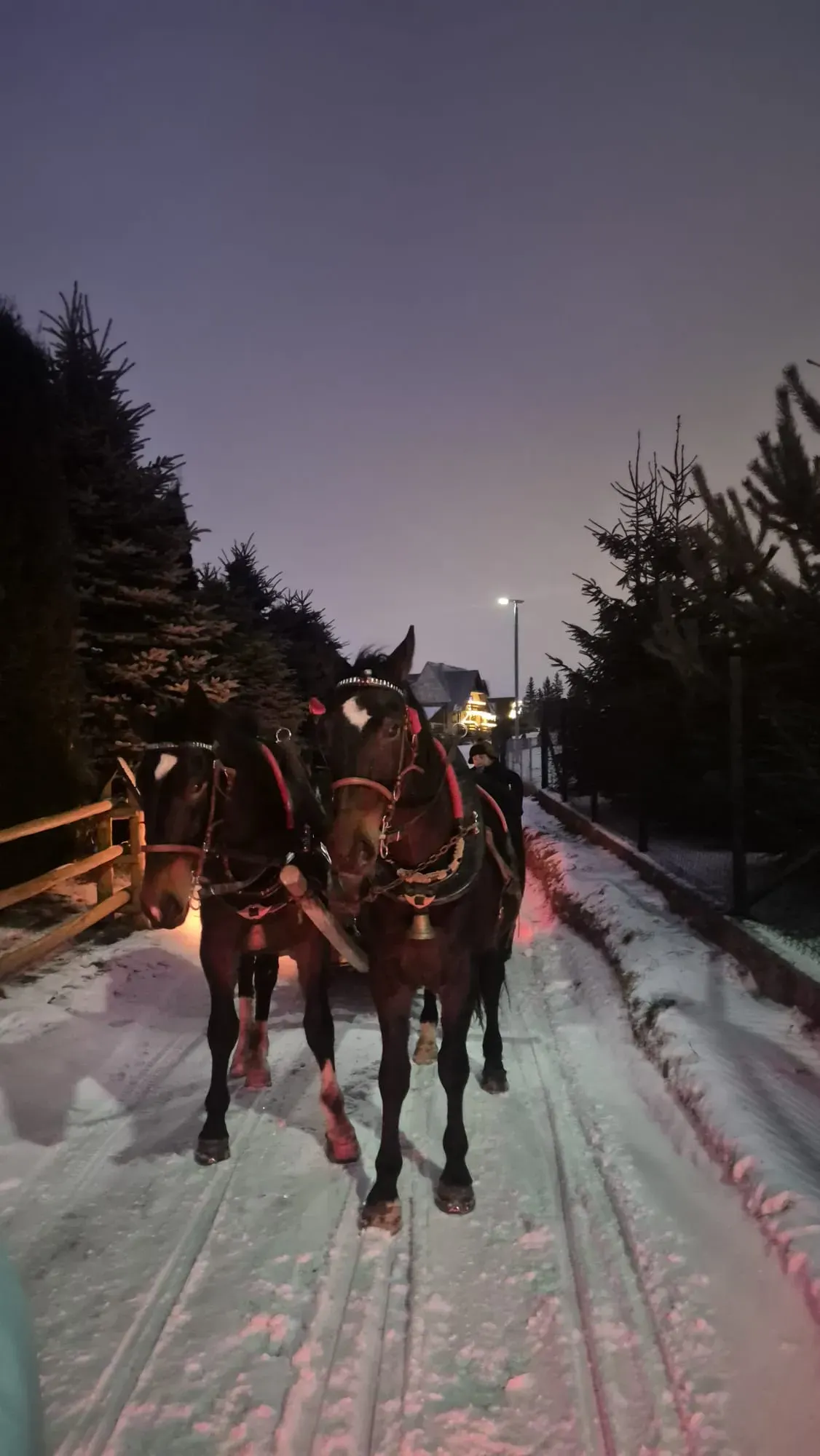 Kulig saniami konnymi nocą w okolicach Zakopanego