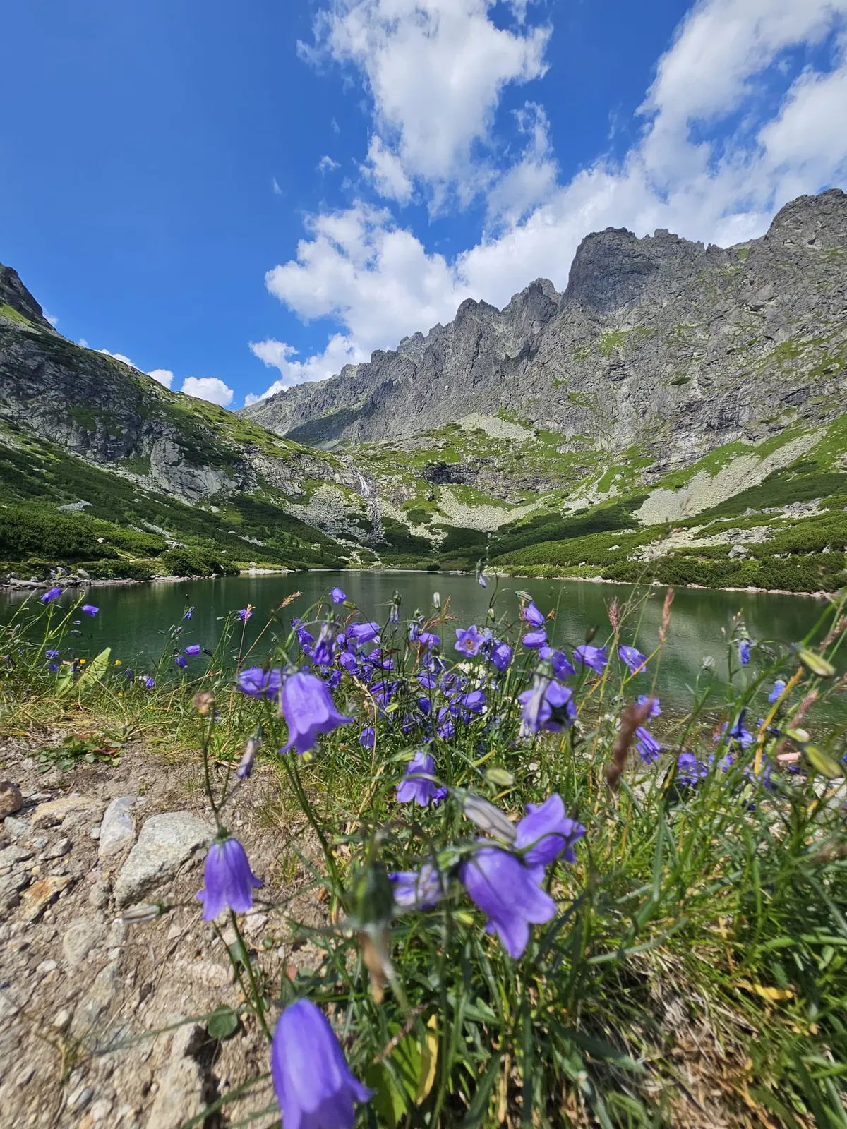 Górskie dzwonki nad tatrzańskim stawem latem